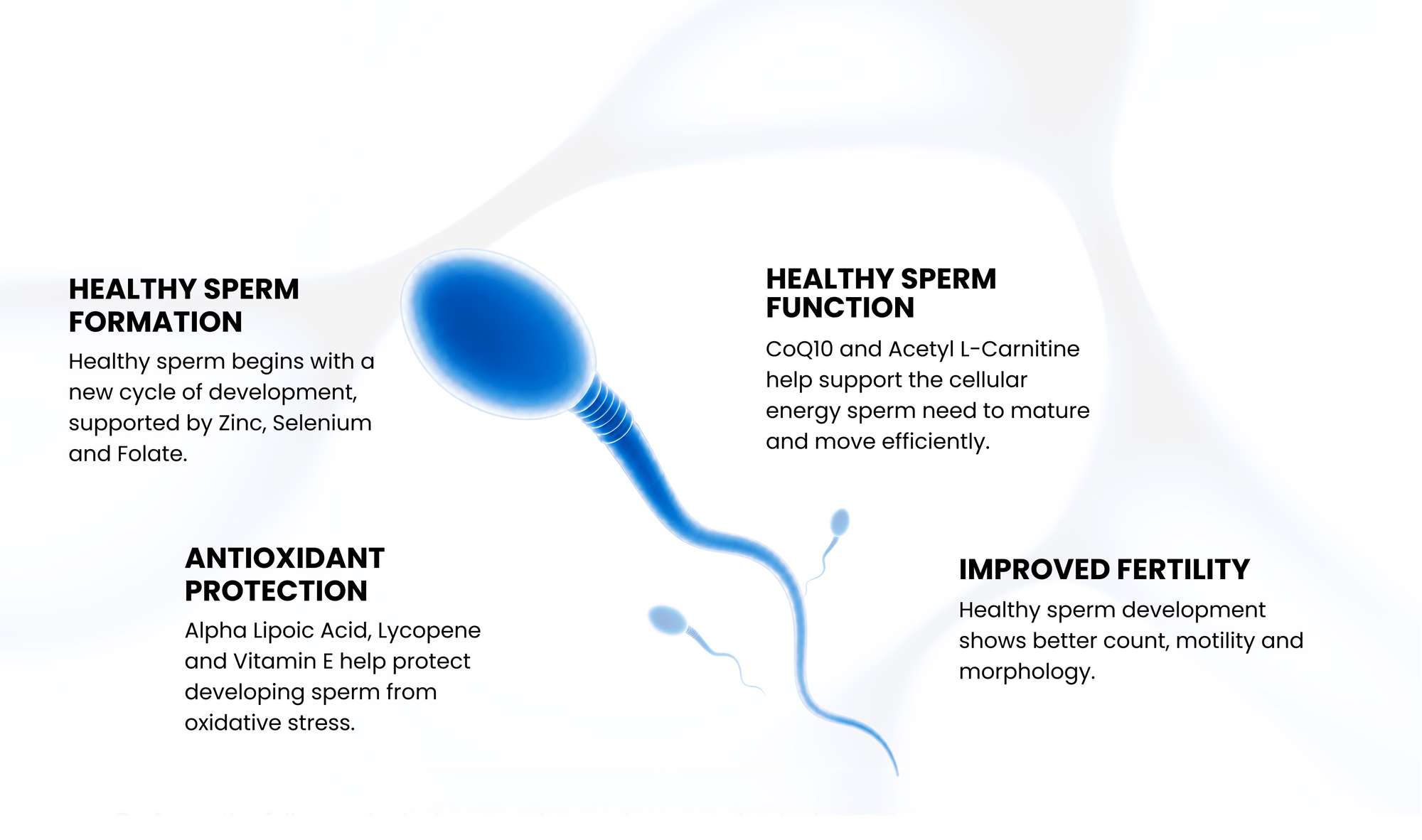 Male Fertility Depends On Three Stages Of