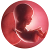 Short-term Benefits for developing foetus