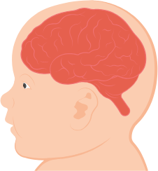 Supports comprehensive cognitive development for fetal brain and spine development