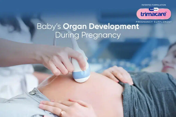 Development of Organs, Bones, and Tissues in Foetus in Pregnancy