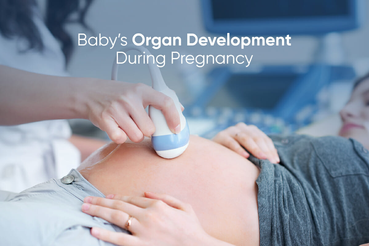 baby organ development during pregnancy
