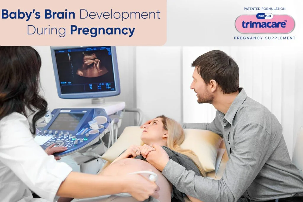 brain development for babies during pregnancy