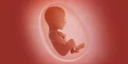 Fourth Month of Pregnancy